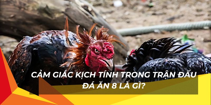 Cảm giác kịch tính trong trận đấu đá ăn 8 là gì?