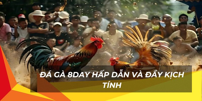 Đá gà 8day hấp dẫn và đầy kịch tính