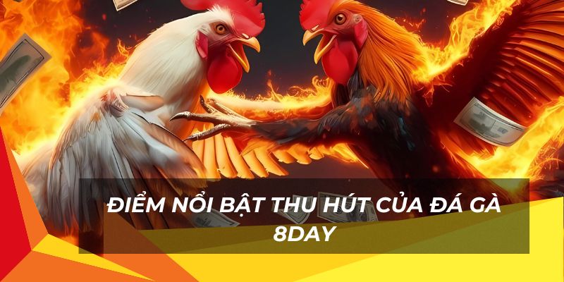 Điểm nổi bật thu hút của đá gà 8day