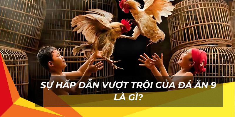 Sự hấp dẫn vượt trội của đá ăn 9 là gì?